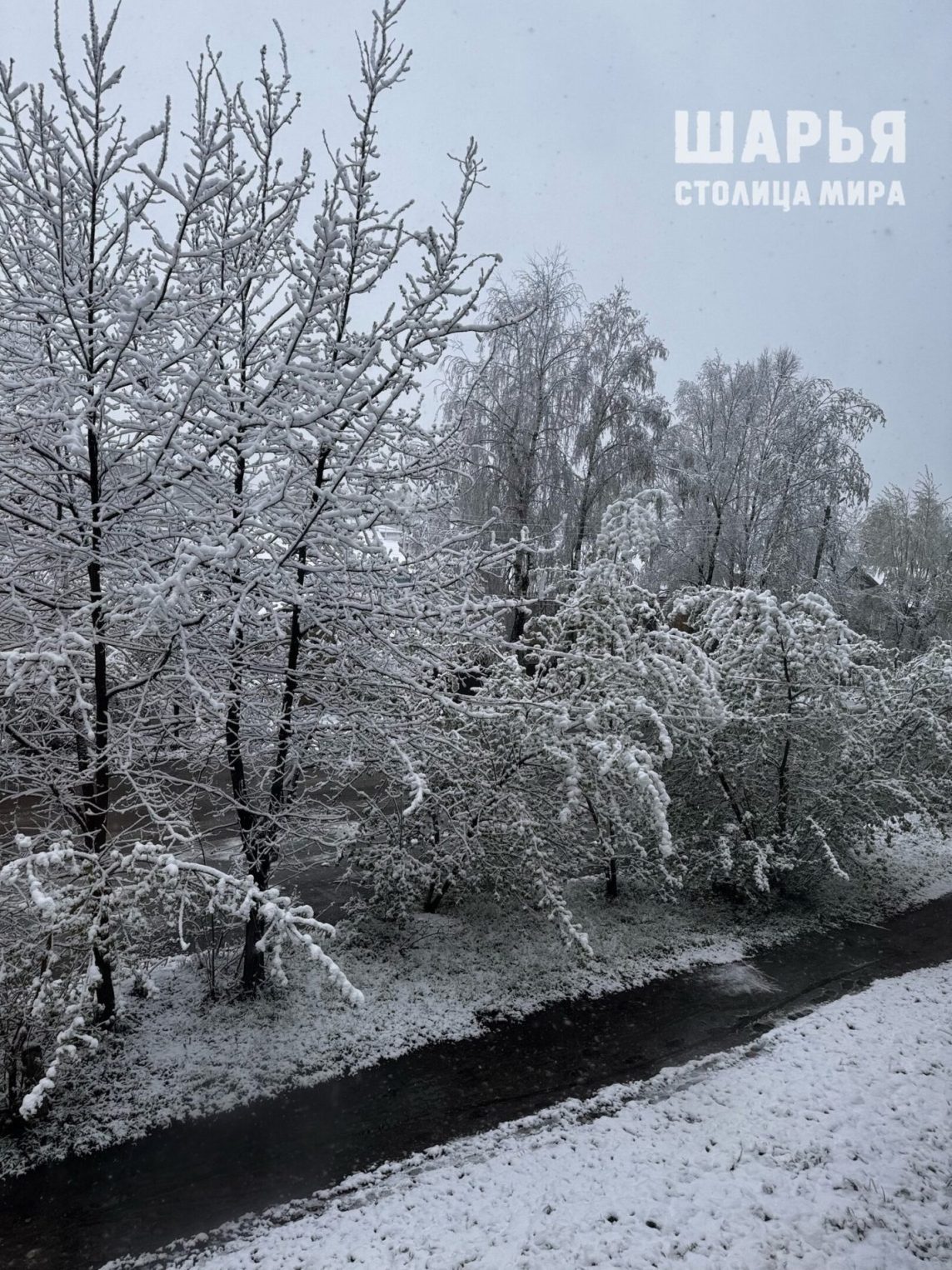 Майская зима пришла в Костромскую область. Видео
