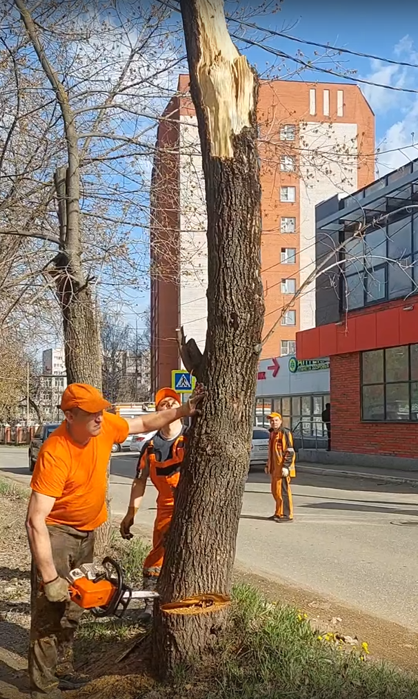 Вдоль дорог и тротуаров в Ижевске начали убирать аварийный деревья